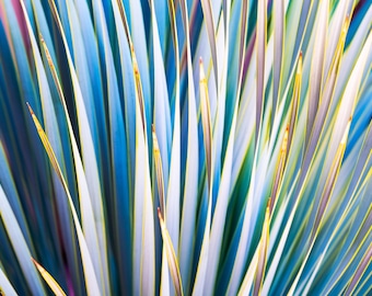 Desert Rainbow, succulent, agave, photograph, photo, abstract, wall art, pastels, pastel, desert, Utah, Southern Utah, Arizona, southwest