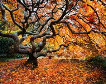 Autumn Reach, fall color, Japanese Maple, fall, wall art, landscape, photo, nature, print, fall leaves, PNW, Maple tree