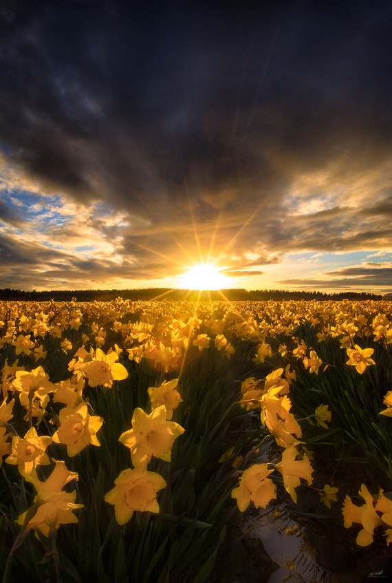Ominous Light, Flowers, Sunset, Daisies, Wall Art, Landscape