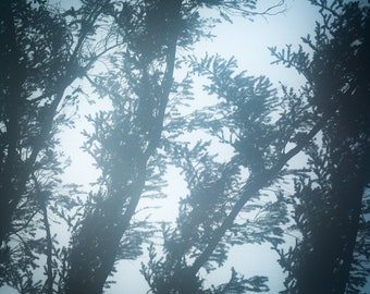The Abyss III, trees, fog, foggy, wall art, washington, mountains, cold, photo, photography