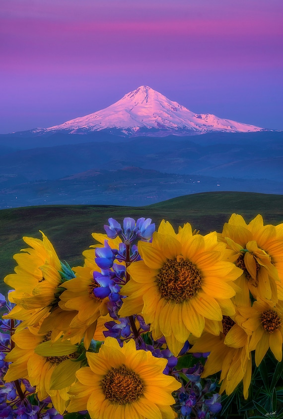 Majestic Meadows Mount Hood Mt Hood Hood Flowers Etsy