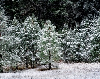 Symphony, winter, snow, trees, fog, foggy, wall art, washington, Leavenworth, mountains, cold, photo, photography
