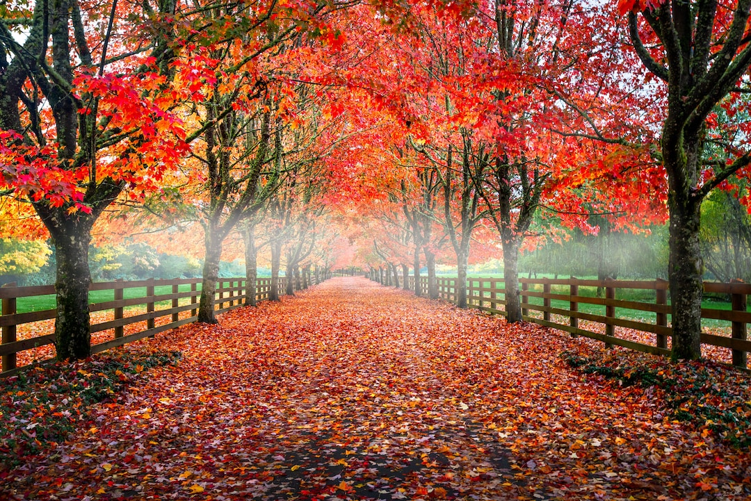 The Road, Fall Color, Autumn, Fall, Wall Art, Landscape, Photography