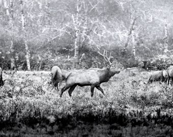 Wanderer, wildlife, elk, elk herd, sunrise, foggy, mist, animals, wild animals, wall art, photograph, black and white, monochrome