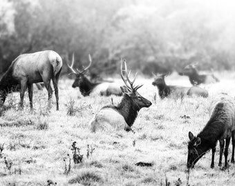 Breathe, wildlife, elk, elk herd, sunrise, foggy, mist, animals, wild animals, wall art, photograph, black and white, monochrome