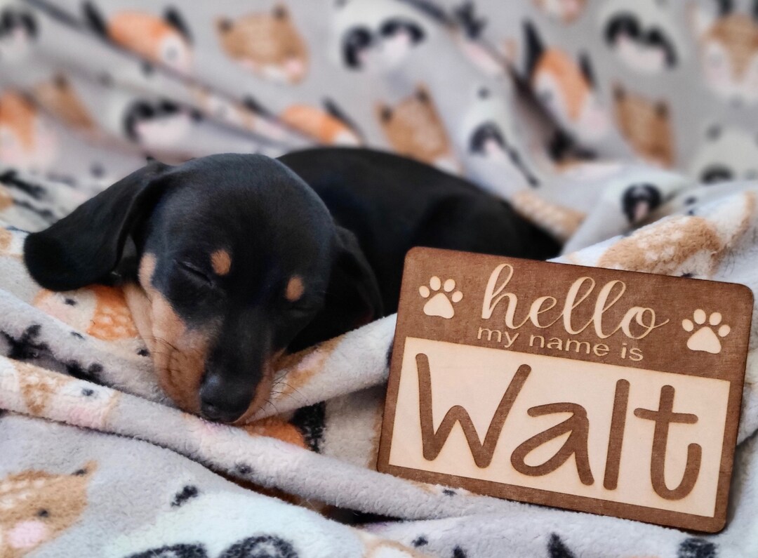 Hello My Name Is, Laser Engraved Wood Name Tag, New Puppy Gift, New ...