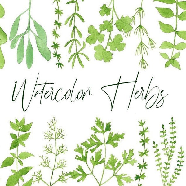 Watercolor Herbs Dill Rosemary Thyme Parsley Sage Marjoram Mint Oregno Cilantra Leaves Leaf Green Free Commercial Use PNG