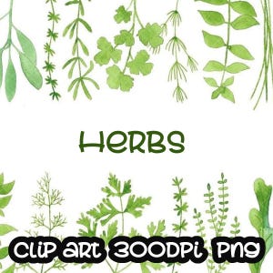 Watercolor Herbs Dill Rosemary Thyme Parsley Sage Marjoram Mint Oregno Cilantra Leaves Leaf Green Free Commercial Use PNG