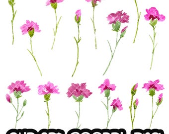 Carnation Clip art Flower Watercolor Clipart PNG