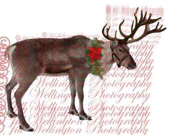 DIGITAL Reindeer overlay png, for Christmas, xmas, photography, photographers, photos