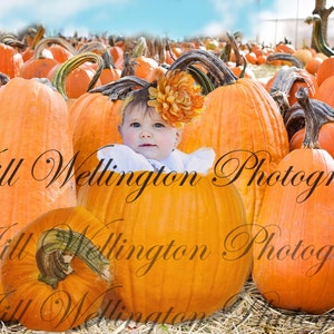 DIGITALE achtergrond achtergrond voor baby, kind, baby jongen fotografie, foto&#39;s, voor fotografen: pompoen Baby