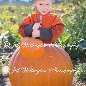 DIGITAL Background for Baby child infant newborn kid photo photography prop for photographers: Giant Pumpkin
