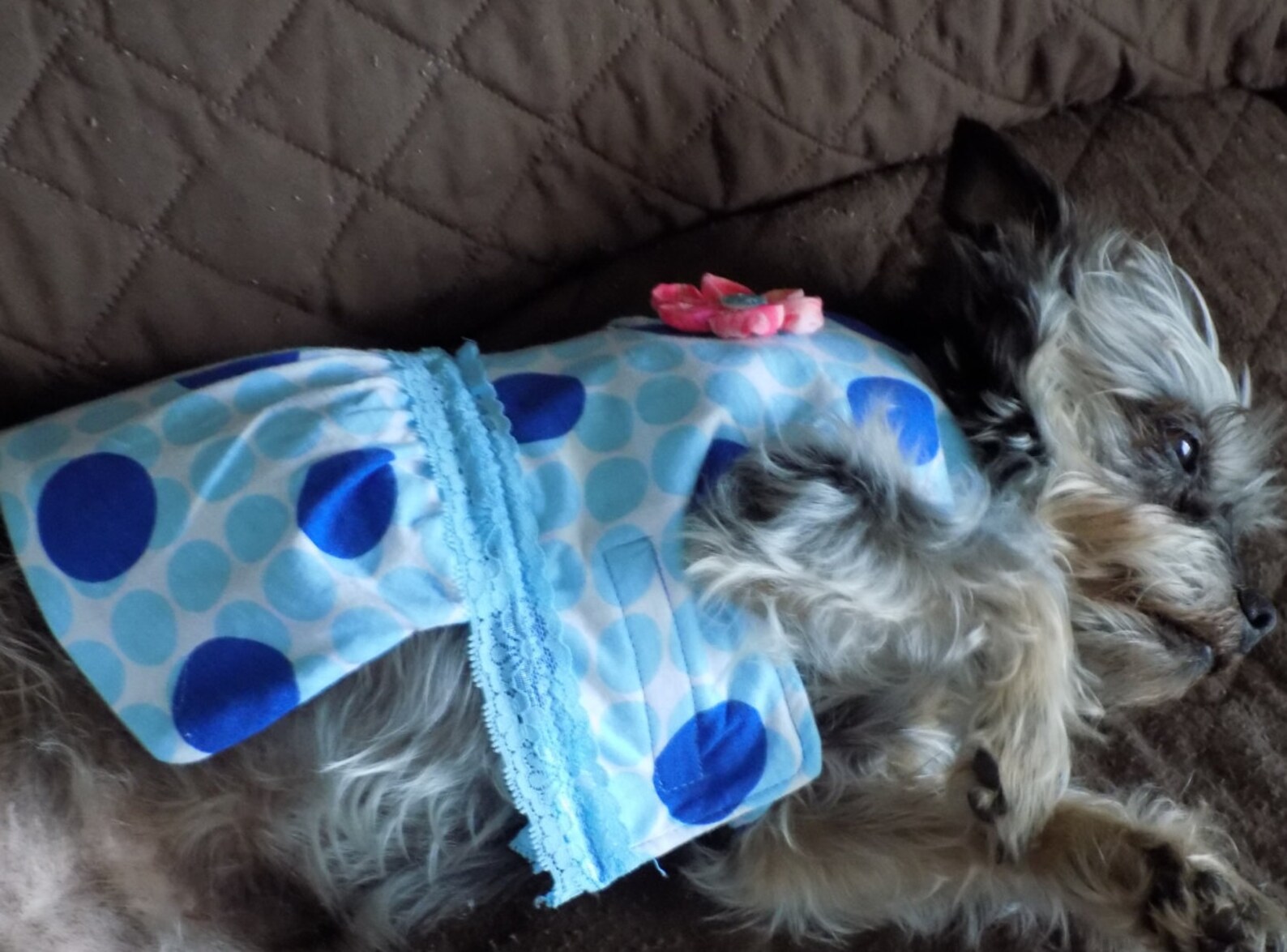 Dog Dress//dresses for Dogs//dog Clothing//cute Dog Etsy