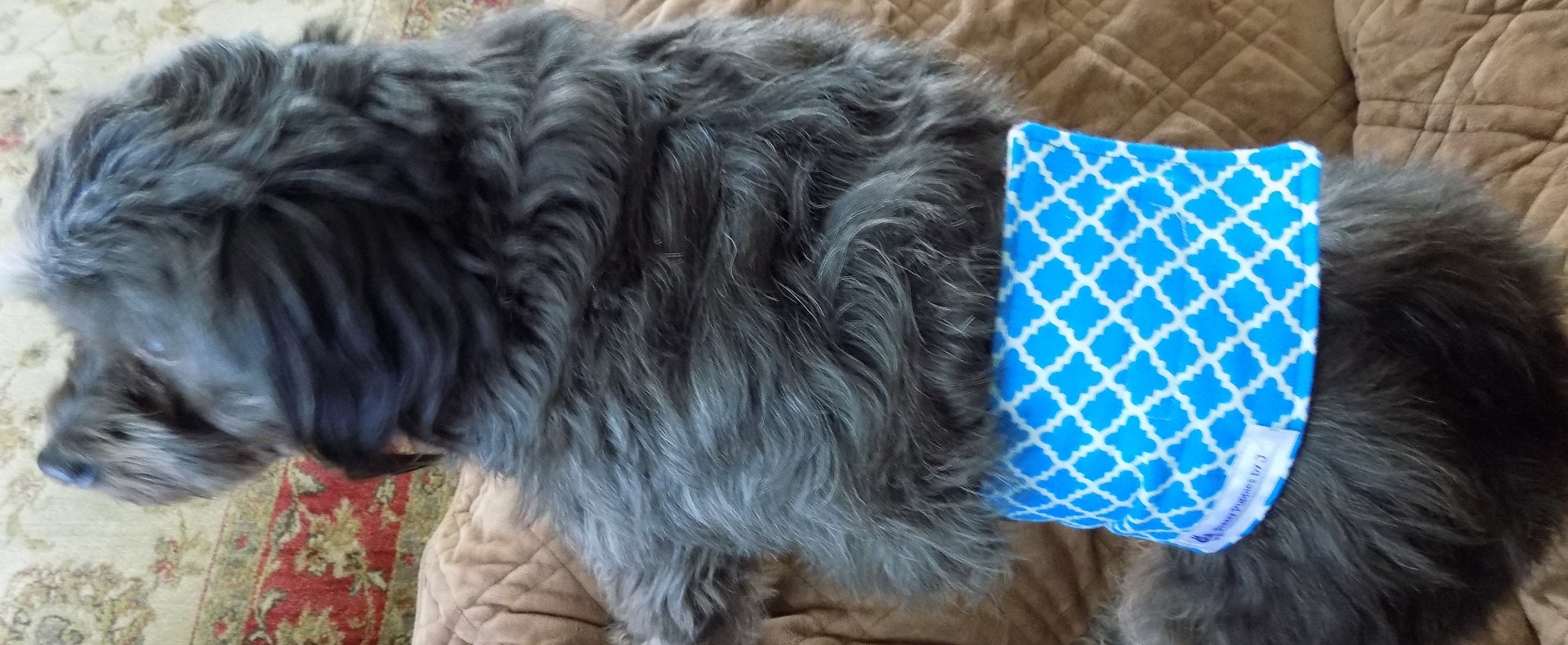 Boy Dog Belly Wrap//New Design Added//Dog Diaper Belly Etsy