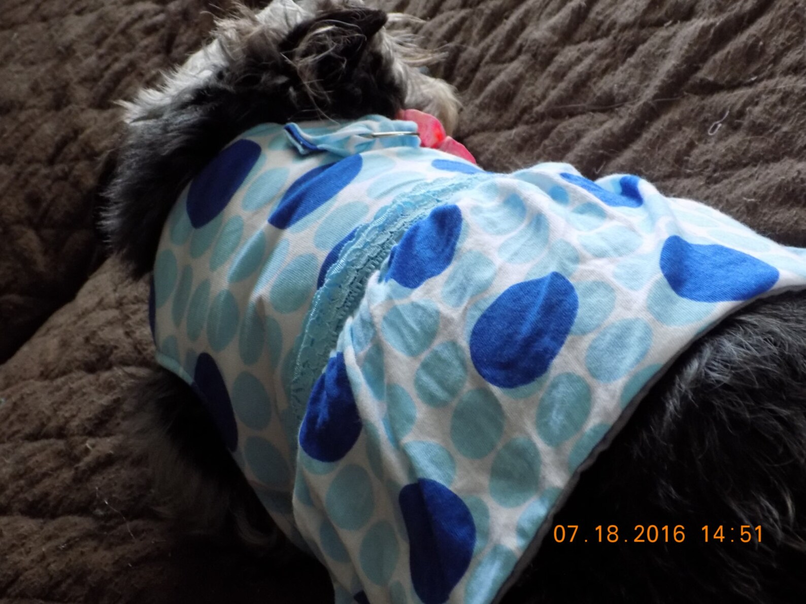 Dog Dress//dresses for Dogs//dog Clothing//cute Dog Etsy