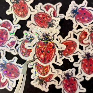 Sticker holographique coccinelle coccinelle punaise insecte entomologie