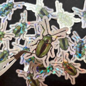 Leaf Beetle Bug Tansy Scarab Holographic Sticker