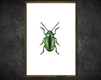 Illustrated A5 Leaf Beetle Tansy Scarab Bug Cottagecore Entomology Wall Art Print