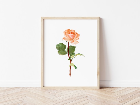 June Birth Flower: Rose Art Print