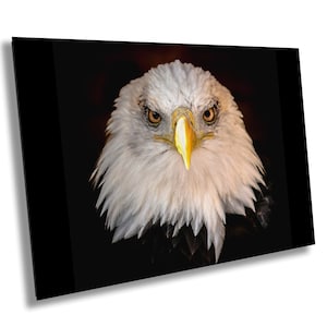 Bald Eagle Art Print: American Wildlife Home Decor