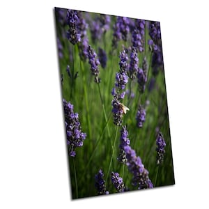 Lavender Wall Art - Floral Home Decor, Premium Paper, Canvas, Acrylic & Metal Prints, Nature Landscape Gift Idea