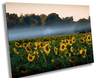 Sunflower Field Sunrise Art Print: Rustic Farmhouse Landscape