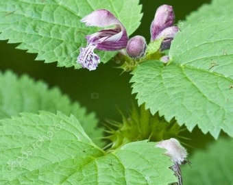 Stinging Nettle Flower Essence - Self Preservation