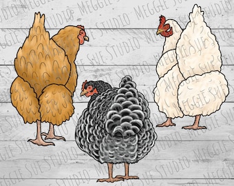 Chicken PNG, Fluffy Butt Chicken PNG, Leghorn Barred Rock Brown Hen Chicken PNG, Backyard Chicken Coop PnG, Pet Chickens Clipart PnG