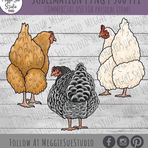 Chicken PNG, Fluffy Butt Chicken PNG, Leghorn Barred Rock Brown Hen Chicken PNG, Backyard Chicken Coop PnG, Pet Chickens Clipart PnG