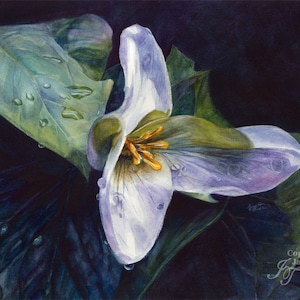Op de afbeelding: Een aquarel schilderij van een witte trillium bloem met groene bladeren. De bloem heeft een gele kern en is bedekt met waterdruppels. De achtergrond is donkerblauw.