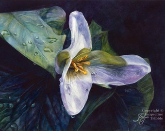 Épreuve à l’aquarelle Trillium - Jacqueline Tribble - Aquarelle botanique, trille nord-ouest, trille du Pacifique, estampe PNW, art du nord-ouest