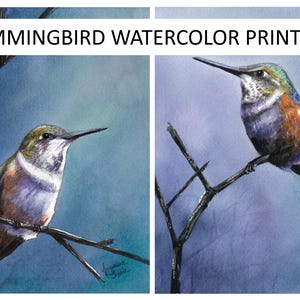 Watercolor Print Set - Calliope Hummingbirds by Pacific Northwest Artist, Jacqueline Tribble