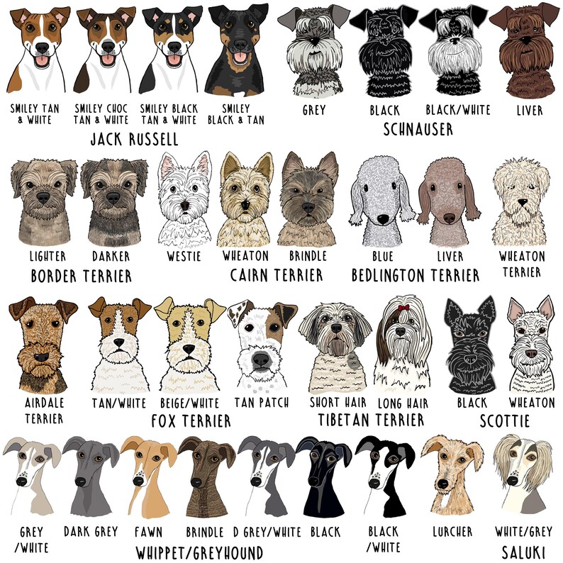 Op de afbeelding: Illustraties van verschillende hondenrassen, waaronder Jack Russell, Schnauzer en terriers. Elke hond is afgebeeld met rasnaam en kleurvariaties. De stijl is cartoonachtig.
