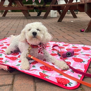 Dog training placemat online