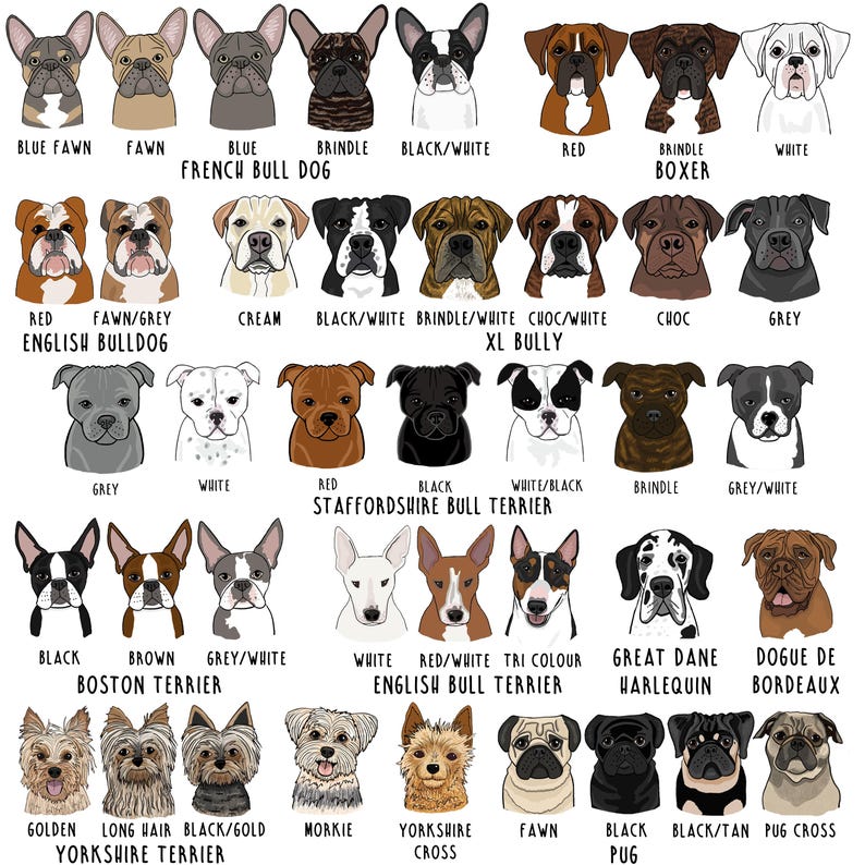 Op de afbeelding: Een illustratie van verschillende hondenrassen, waaronder Franse Bulldogs, Engelse Bulldogs en Yorkshire Terriers. Elke hond wordt afgebeeld met verschillende kleuren en patronen, met labels eronder.
