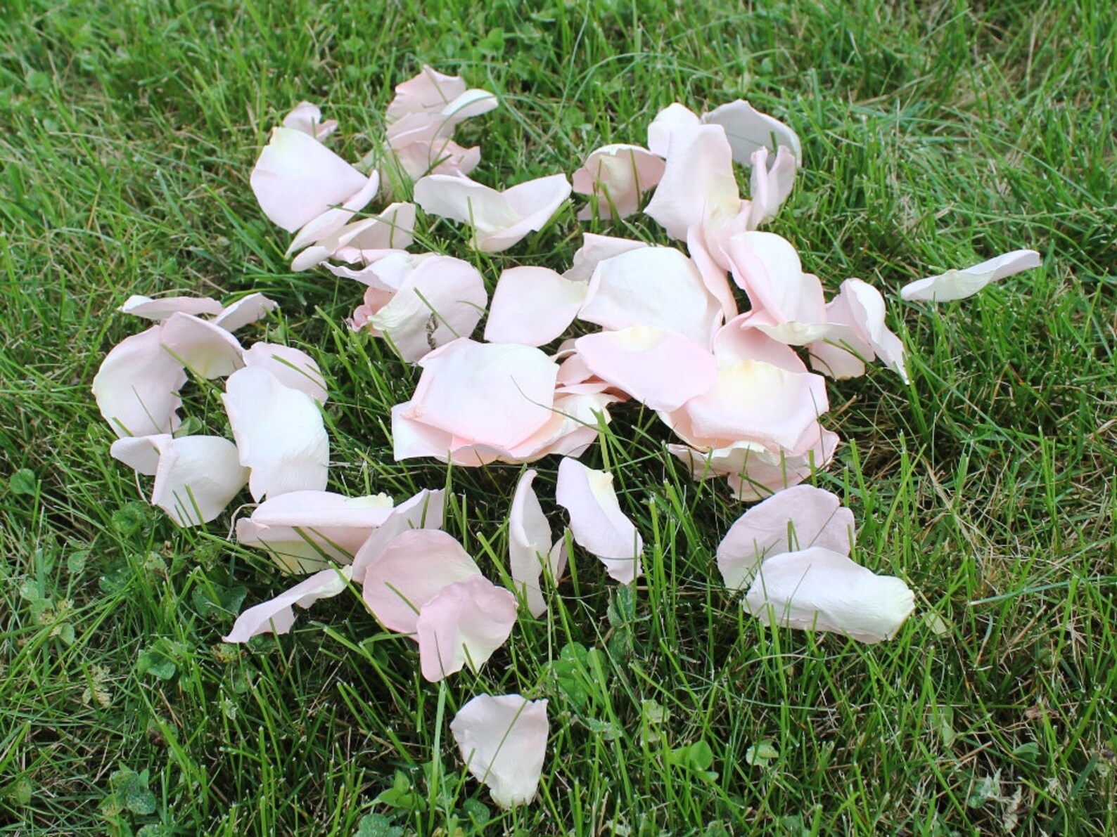 Freeze Dried Rose Petals Blush 30 Cups of REAL Rose Petals Etsy