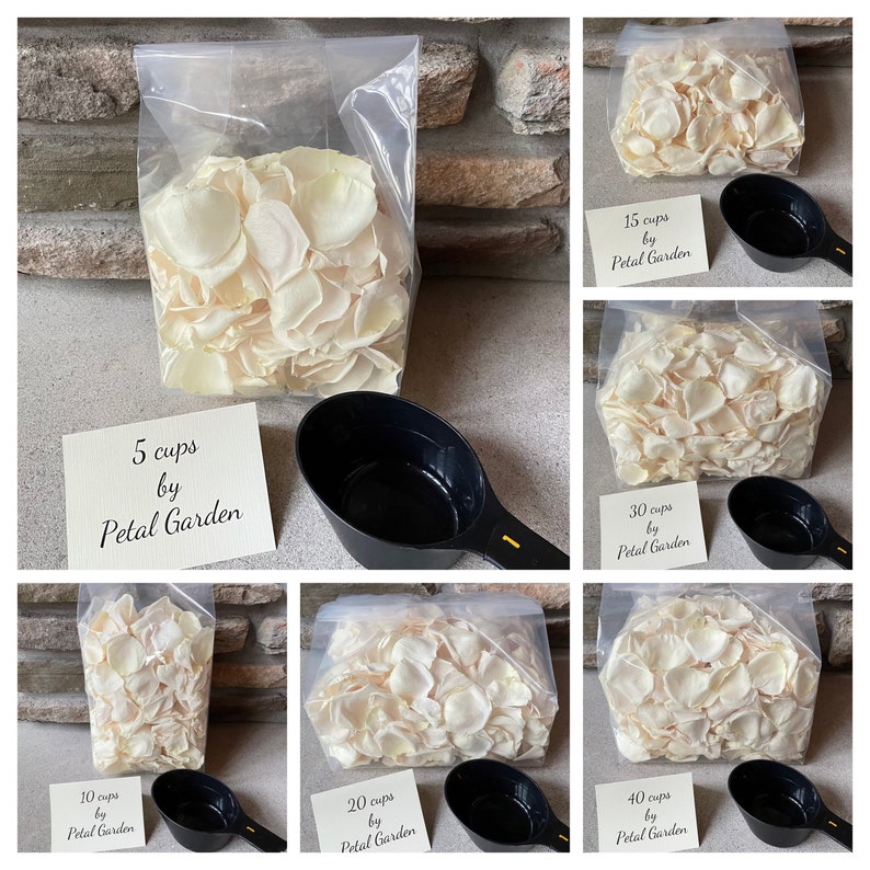 Freeze Dried Rose Petals Ivory REAL Rose Petals Perfectly Etsy