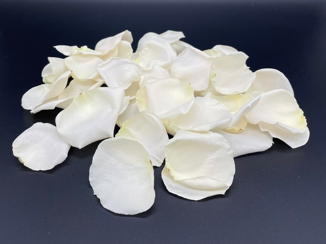 Rose Petals, REAL Freeze Dried Ivory Rose Petals, Biodegradable Flower