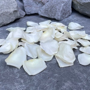 Freeze Dried Rose Petals, Ivory, REAL rose petals, perfectly preserved. All Natural and Biodegradable, Ships Based on Event Date image 7