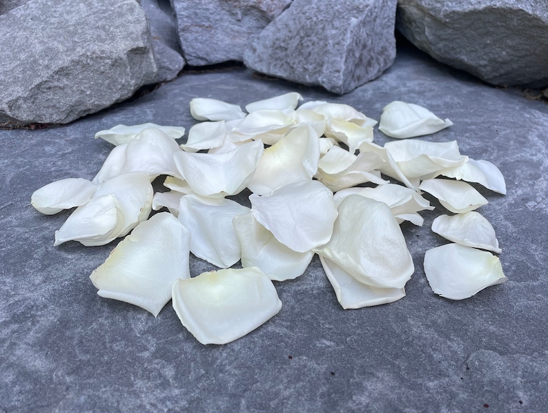 バラの花びら、アイボリー、本物のフリーズドライバラの花びら、すべて天然で生分解性、米国で完璧に保存 画像 8
