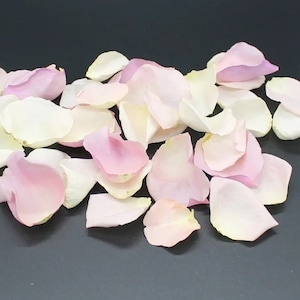Gefriergetrocknete Rosenblätter, Elfenbein, 10 Tassen echte Rosenblätter für Hochzeiten, ganz natürlich und biologisch abbaubar, Schiffe basierend auf dem Ereignisdatum Bild 5