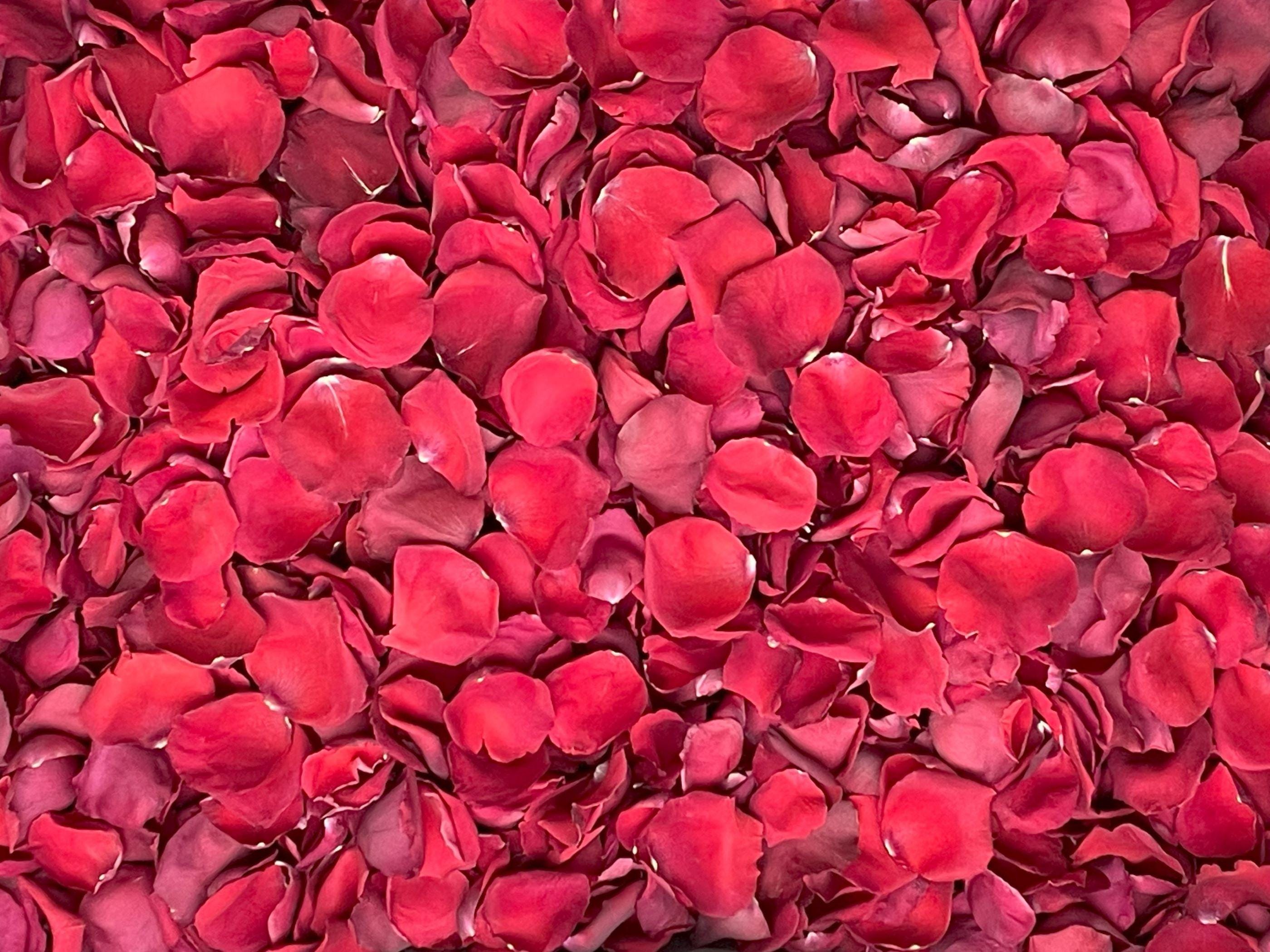 Rose Petal Tapestry Cummerbund Rose Petal Tapestry Cummerbund