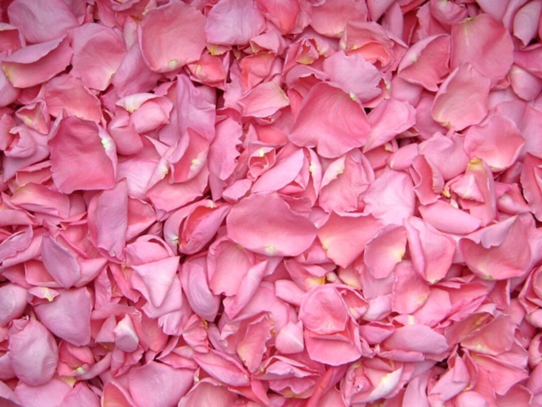 Freeze Dried Rose Petals Pink 10 Cups of REAL Rose Petals Etsy Australia