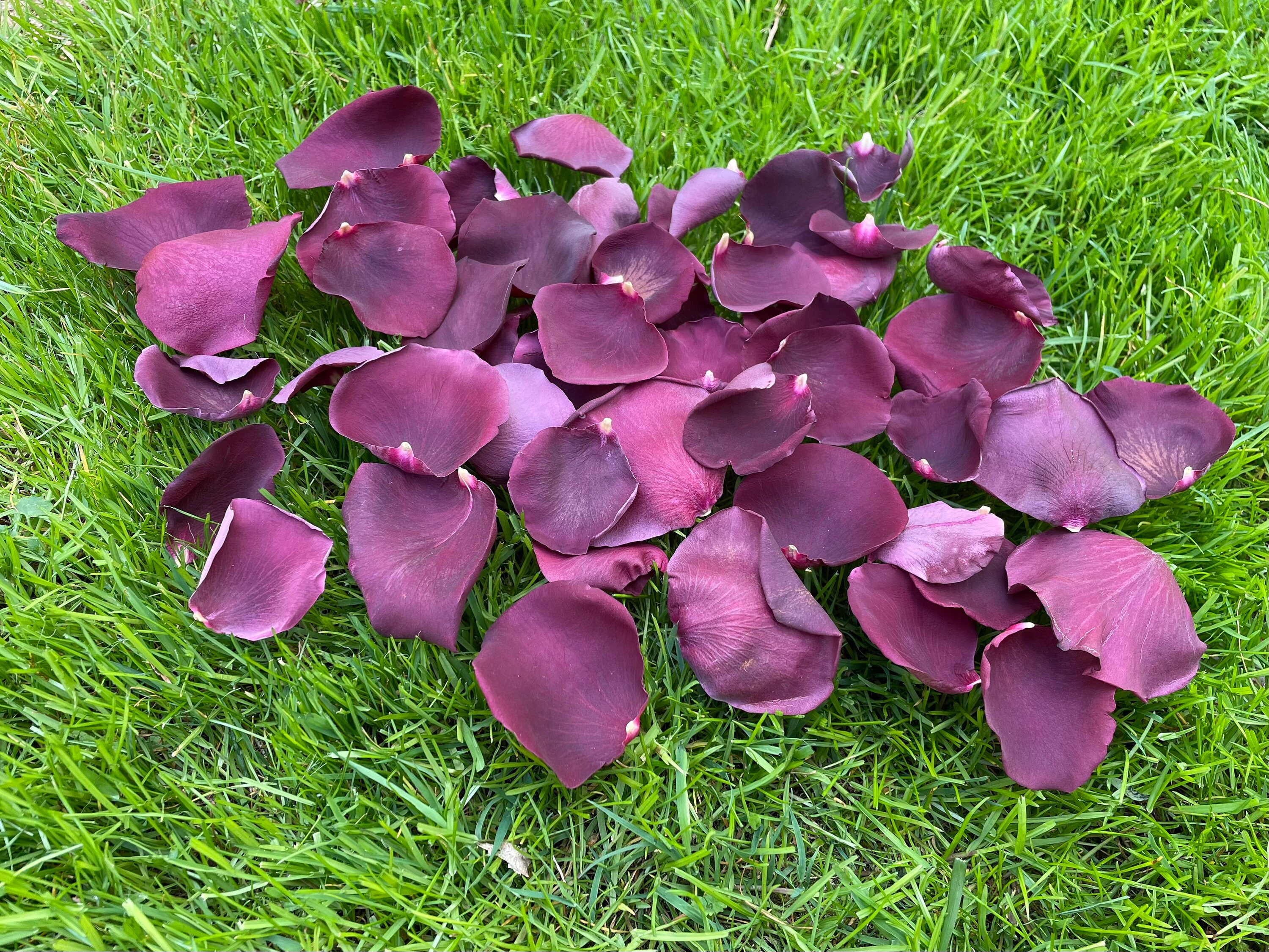 Discover The Enchanting World Of Real Rose Petals: Where To Find Them