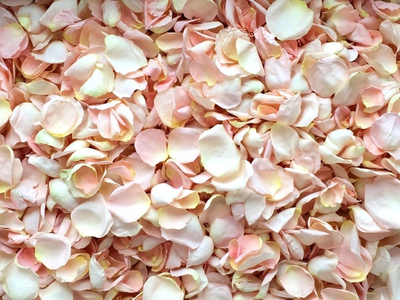 Freeze Dried Rose Petals, Blush, 100 cups of REAL rose petals, perfectly preserved image 2