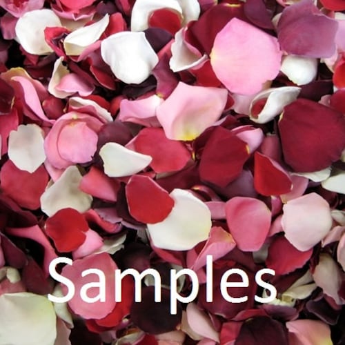 Freeze Dried Rose Petals Ivory REAL Rose Petals Perfectly Etsy