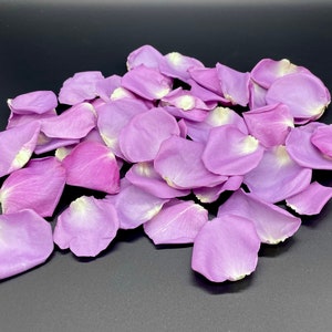 Petali di rosa viola, veri petali di rosa liofilizzati, completamente naturali e biodegradabili, perfettamente conservati negli Stati Uniti.