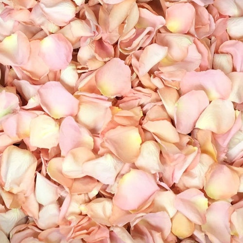 Rose Petals Red REAL Freeze Dried Rose Petals 5 Cups Etsy