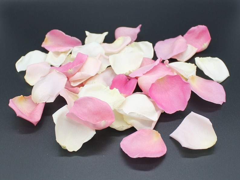 Gefriergetrocknete Rosenblätter, Elfenbein, 10 Tassen echte Rosenblätter für Hochzeiten, ganz natürlich und biologisch abbaubar, Schiffe basierend auf dem Ereignisdatum Bild 4