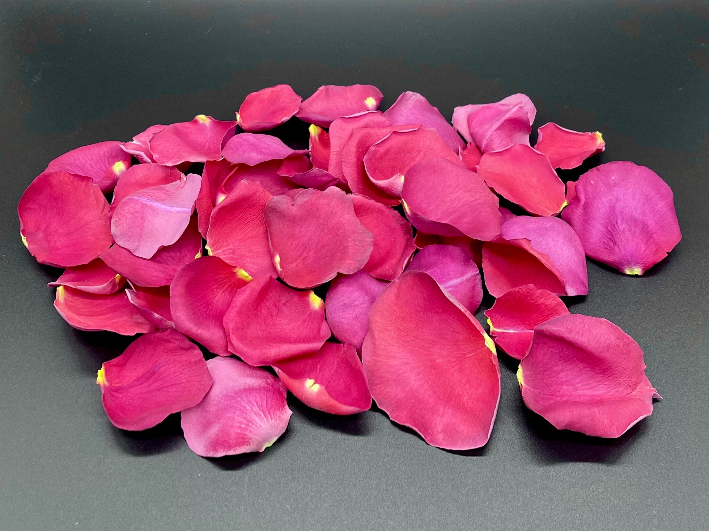 Freeze Dried Rose Petals, Ivory, 10 Cups of REAL Rose Petals for Weddings,  All Natural and Biodegradable, Ships Based on Event Date 